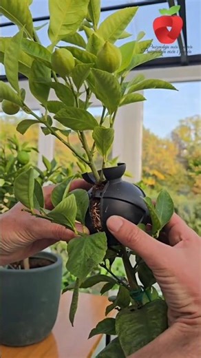 Plant Grafting in 30 Seconds 🌱 | Easy Gardening Trick