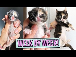 How to Care for Orphaned Kittens Less Than Three Weeks of Age