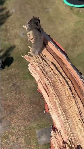 Flying Squirrel Takes Off! #Animals #Shorts