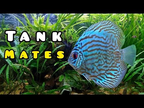 8 BEST TANKMATES for DISCUS