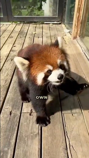 Fact about red pandas 😱🦝