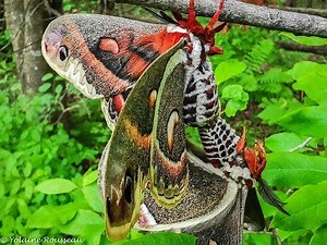 Le papillon Cécropia