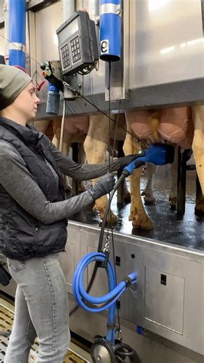 🐄✨ From Udder Cleaning to Innovation 💡 | Modern Farm Girls 24/7