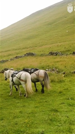 Highland ponies have worked the Atholl Estates since the 1860s. Queen Victoria and Queen Elizabeth II were passionate about these hardy ponies. Gilly Campbell Streng shares how these plucky ponies are upholding Highland traditions. Have you learned something new today? #AthollEstates #HighlandPonies #traditions #Scotland #history | Real Royalty