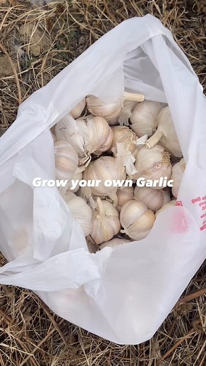 Garlic and onions are great companion plants for Chilli. They can improve the yield, protect against pest (especially aphids and spider mites) and fungal diseases and since they grow downward, there is no competition for space. | Richard Belho