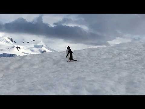 Penguin walking in Antarctica, Geographic Expeditions