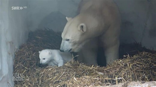 Was macht der Eisbären-Nachwuchs im Karlsruher Zoo?