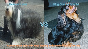 Comparing Bearded Collies and King Charles Spaniels: A Comprehensive Guide