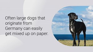 Weimaraner vs. Great Dane: what are the differences?