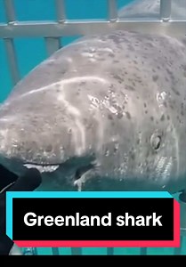 Greenland Sharks: Blind but Brilliant Ocean Hunters