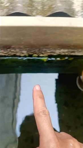 Why aren't there any betta fish?