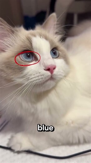 Surprising Ragdoll Cat Facts You Didn't Know! 😻