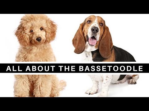 All About The Basset Hound Poodle Mix (Bassetoodle)