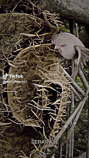 Ibon at Ahas: Isang Kwento ng Pagkain