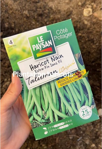 Plantation de Haricots : Guide Été 🌱🫘