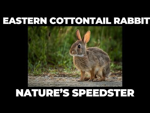 Why the Eastern Cottontail Rabbit is Nature’s Speedster