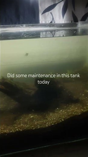 maintenance for planted aquarium setup #aquarium #feeds