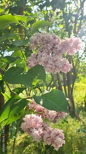 Inflorescence of pink flower lilac with green leaves illuminated by sun on bush tree branch on sunny spring day. Bright blooming flowers. Plants vegetation. Natural background Nature backdrop Vertical