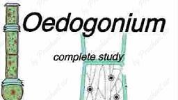 Oedogonium.pdf - Botany - Notes - Teachmint