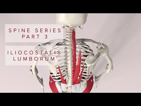 Spine Series Part 3, Torso: Iliocostalis Lumborum (3D Animation)