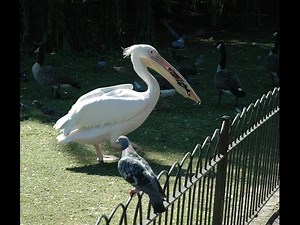 The White Pelican Eats Pigeon