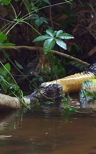 22K views · 247 reactions | It was a long fight 祿‍♂️ | Animal Fight | Facebook