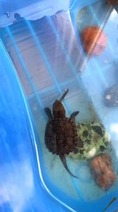 26K views · 101 reactions | Aggressive Snapping turtle ate its tankmate fish #fb | Tito otit's | Facebook