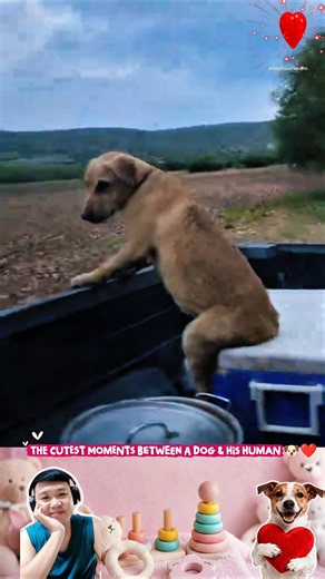 The Cutest Moments Between a Dog & His Human🐶❤️ #dog #foryou #cute #bestfriend #love #viral #family