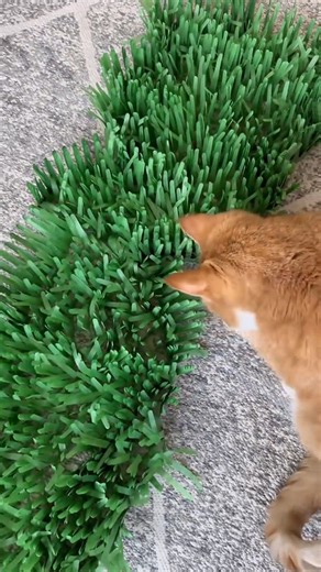 Stimulating cat minds 易✨ #catpuzzle #catmanjohn #catmomlife #theycantalk #smartcat | The Talking Cats | Facebook