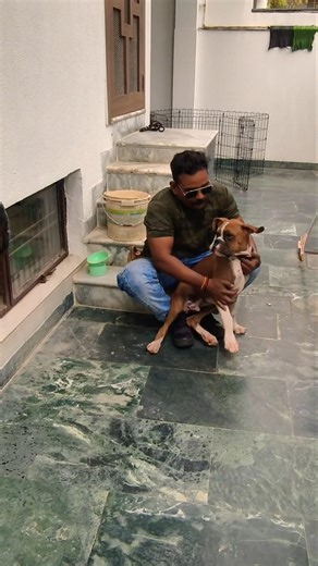 good Boy Boxer puppy Training 😍 #session #1638 #boxer #boxerdog #shorts #boxerdoodle #fitdogs