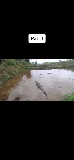 primitive.co on TikTok