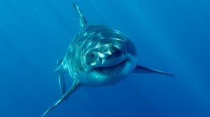 Snapchat is about to get shark-infested