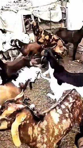 🐐💞 Amazing Goat Breeding Moments | Farm Life Shorts 🌿🎥