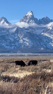 Three bull moose sparring in the Tetons. #photography #wildlife #nature #reels #foryoupageシ #wildanimals #moose #bullmoose #bull | Good Bull Guided