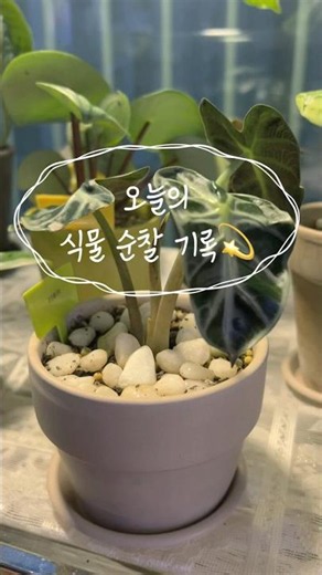 초보 식집사의 순찰일지|알로카시아하트벌룬/필로덴드론 베멜하/홍콩야자/