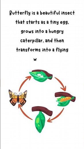 What is a Butterfly? Discover the Amazing Life Cycle of a Flying Wonder!