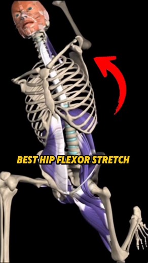 Squat University on Instagram: "Need a good hip flexor stretch? Try this technique! . Shout out @muscleandmotion for the amazing anatomy graphics shown today!!"