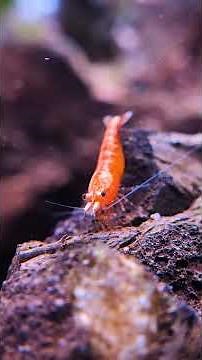 Which Calcium Sources ACTUALLY Work For Aquarium Shrimp?