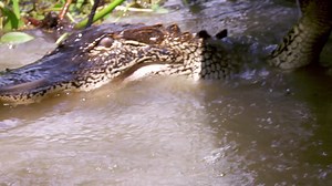 51K views · 1.4K reactions | Willie attempts to catch a powerful gator that was able to break through his original hook. | Swamp People on History | Facebook