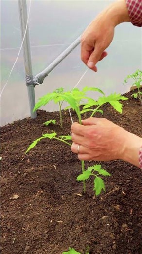 How to plant out a polytunnel | Garden DIY