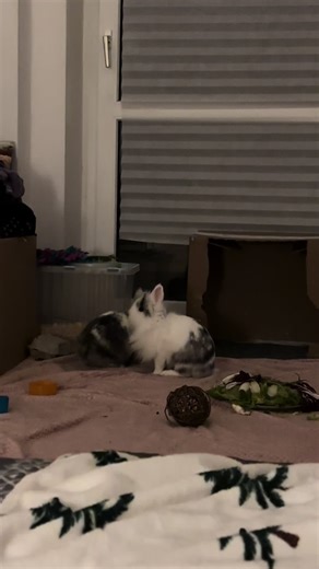 bunny is mad at 12am👿 #bunny #bunniesoftiktok #lionheads