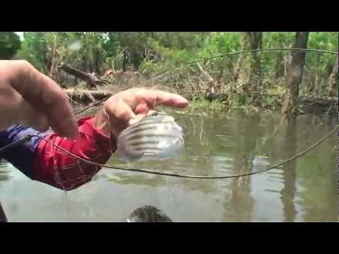 Underwater world of Discus