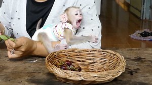 129K views · 3.5K reactions | Omg! Big Boy Harry Choking Grape Almost Vomiting | Monkey Daily | Facebook