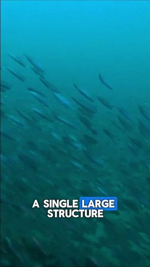 What do artificial reefs do?