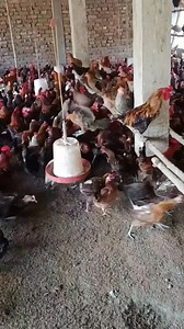 911K views · 21K reactions | #Sonalimurgi #Deshimurgi #Poultryfarming #Murgipalan | Farming Guide | Facebook