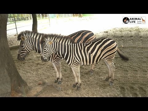 Zebra LIVE | Animal Adventure Park Zebra Cam LIVE | YouTube Live