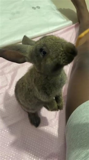 Flemish Giant bunny as a pet