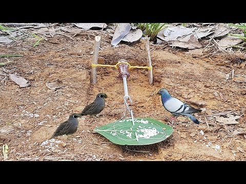 DIY Bird Trap-How To Make DIY Simple Bird Trap
