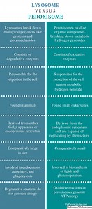 Lysozom a peroxizom - BIOLOGIE 2026