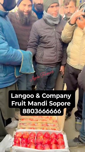 21/Nov/2025 Langoo & Company Fruit Mandi Sopore #AppleFarmers Apple Valley Orchads | Apple Farmers